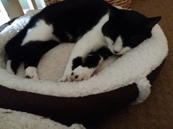 My boycat is the most handsome cat in the world