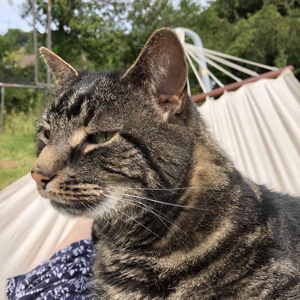 My boycat is the most handsome cat in the world