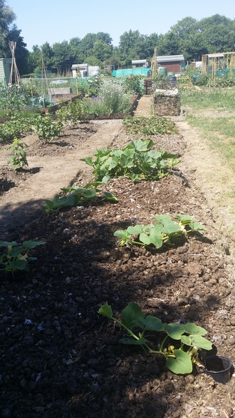 Finally got an allotment...but scared