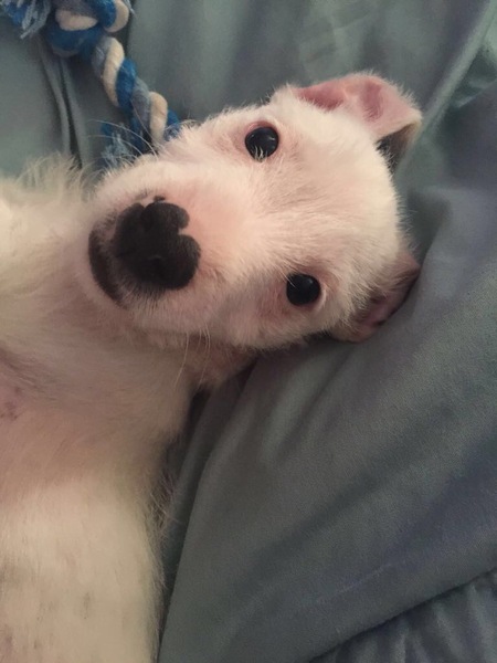 Is my dog the cutest??