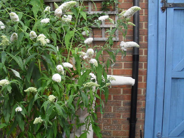 I hate buddleia!