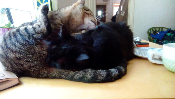 Today my cat is a twat because
