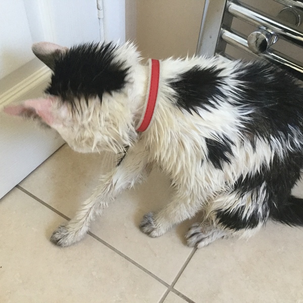 Help! I've curried my cat..