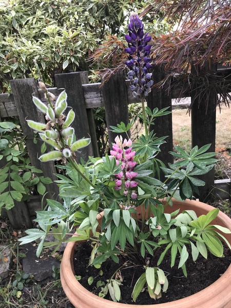 The Friendly Frugaleers; joyfully saving through July