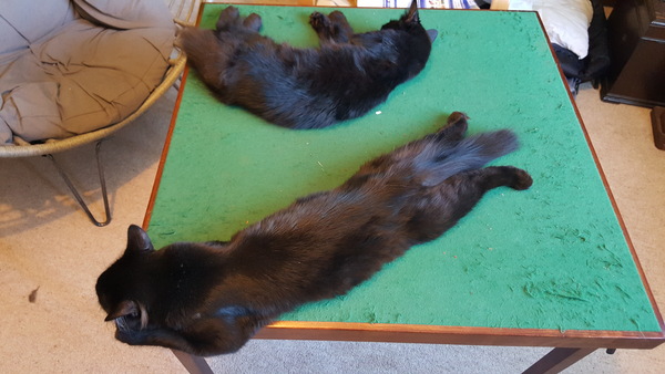 What's your DCat up to today? (Thread 7!)