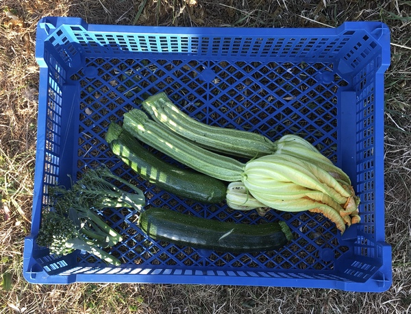 Allotment/Veg Patch Thread 12! Plotmenters hoping for better weather