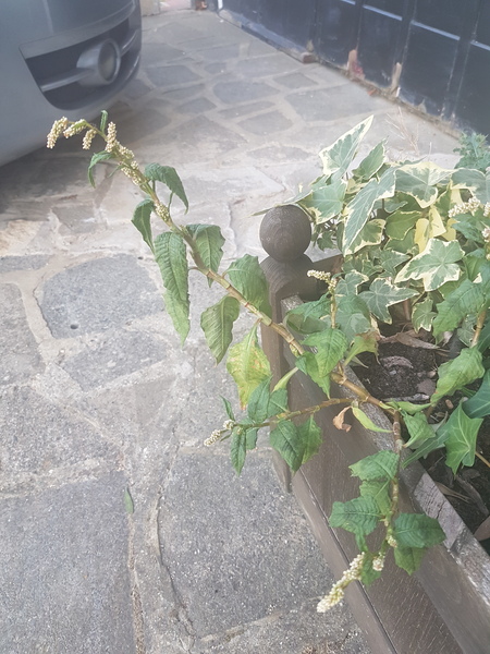 Please tell me this isn't Japanese knotweed?!