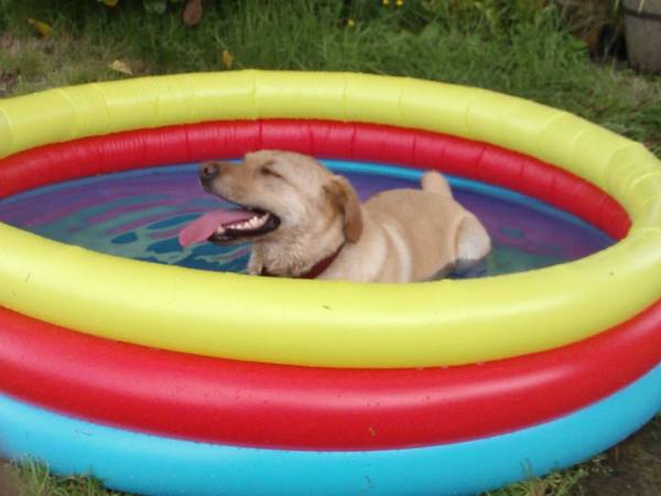How are your dogs coping in the heat?