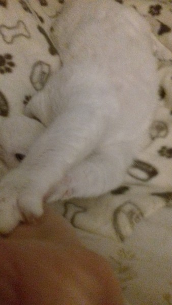 Does your dcat share your bed?