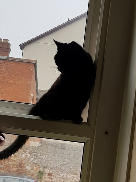 What's your DCat up to today? (Thread 7!)