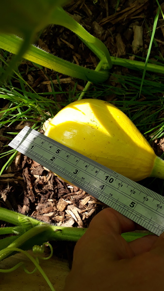 Allotment/Veg Patch Thread 12! Plotmenters hoping for better weather
