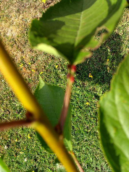Cherry trees