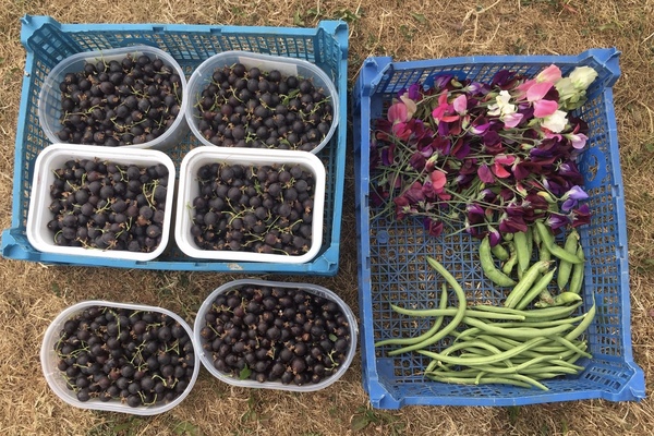 Allotment/Veg Patch Thread 12! Plotmenters hoping for better weather