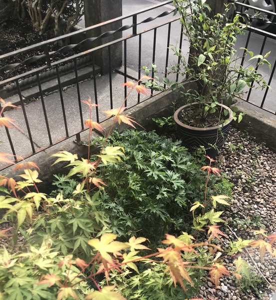 cutting back hardy geranium