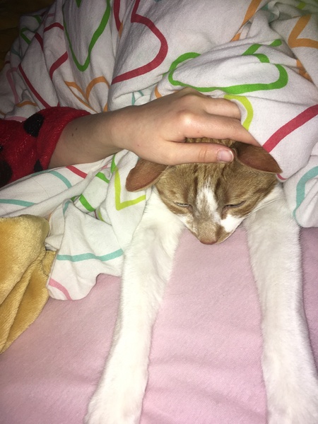 Does your dcat share your bed?