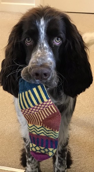 Is my dog the cutest??