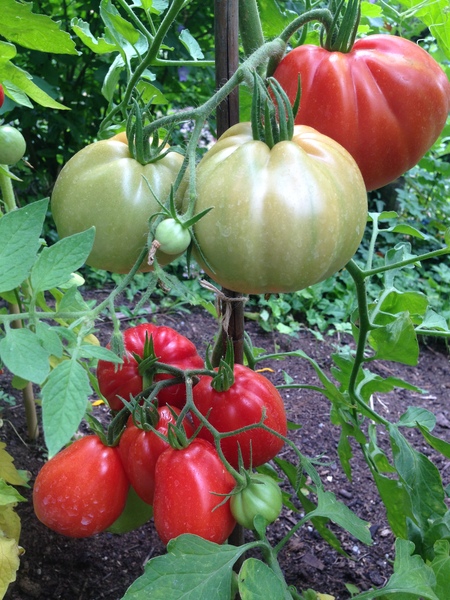 Allotment/Veg Patch Thread 12! Plotmenters hoping for better weather
