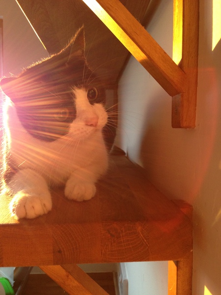 I want to show off my cat please