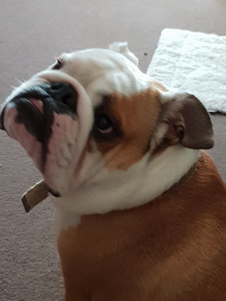 General Dog Chat Part III