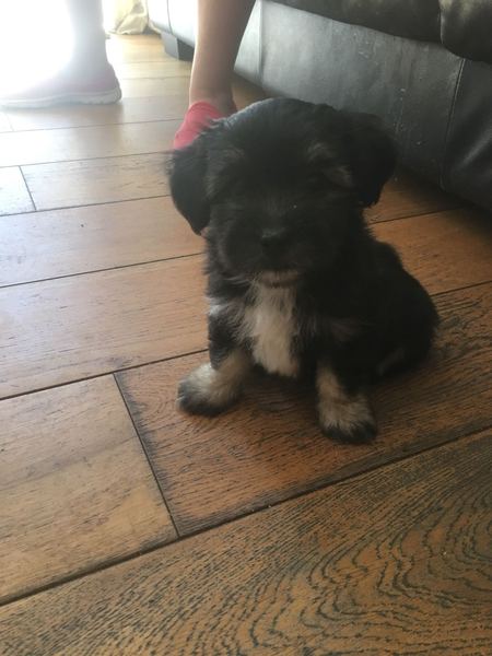 Puppy sleep advice!