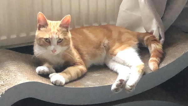 Aibu to catnap a cat