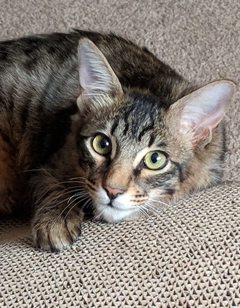 My boycat is the most handsome cat in the world