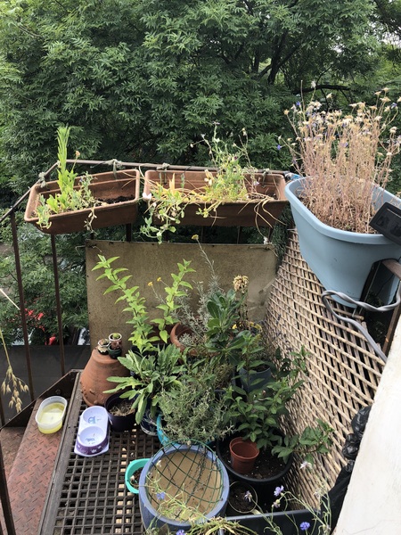 Balcony gets full sun for six hours what shall i plant?