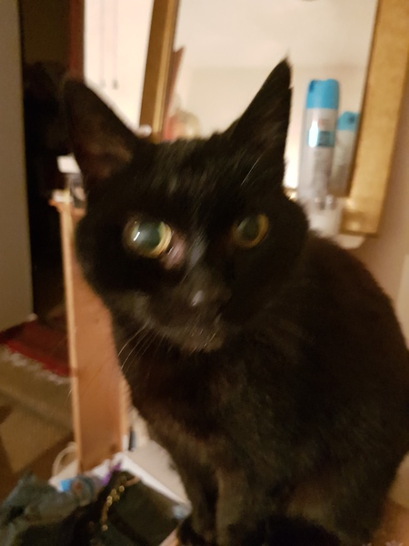 My boycat is the most handsome cat in the world