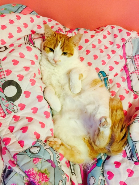 To think my cat has a problem