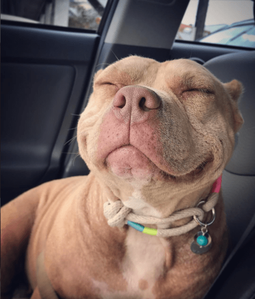 Banned Breeds