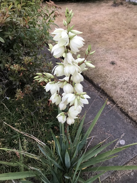 What is this plant please?