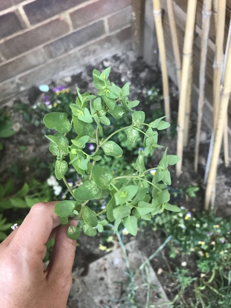 The Friendly Frugaleers; joyfully saving through July