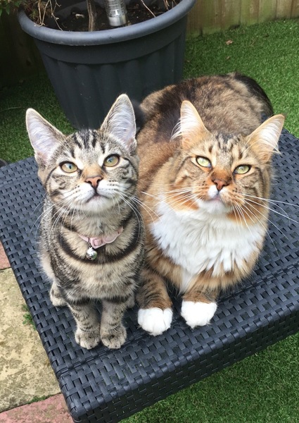 I want to show off my cat please