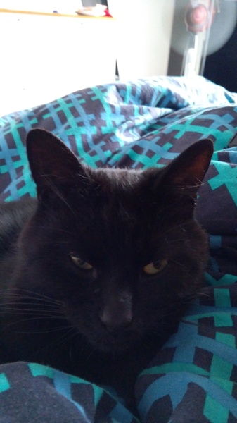 What's your DCat up to today? (Thread 7!)