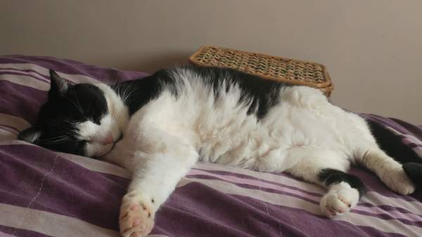 Does your dcat share your bed?