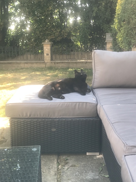 My boycat is the most handsome cat in the world
