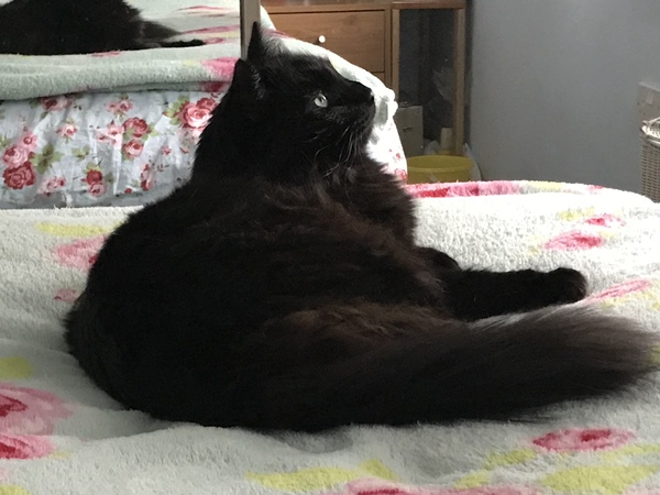 Does your dcat share your bed?
