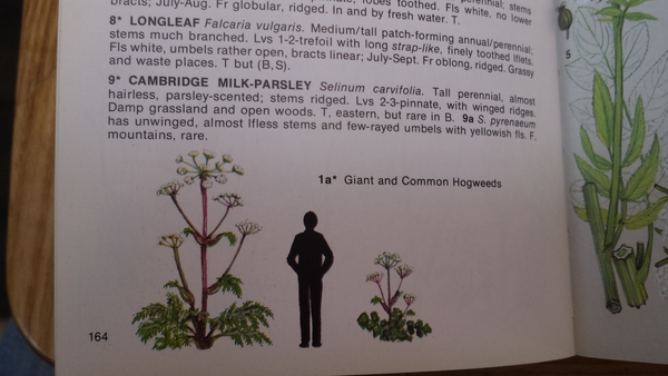 Hogweed or giant hogweed and dangerous? ASAP plz