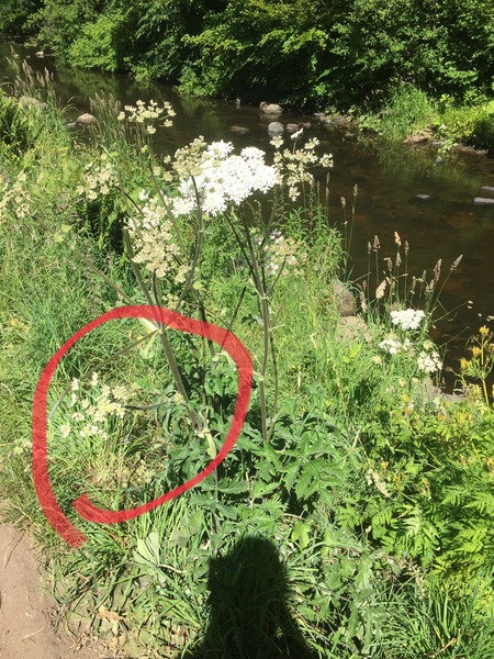 Hogweed or giant hogweed and dangerous? ASAP plz