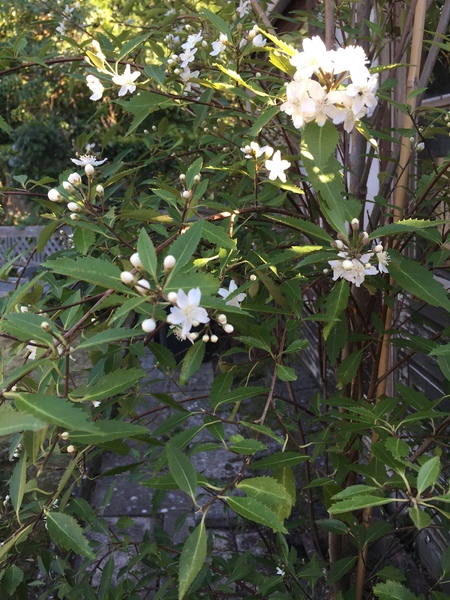 What is this tree? Poss native NZ, with pics.