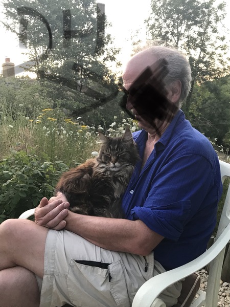 Calling all Maine coon owners.