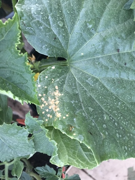 Please diagnose my cucumber plant