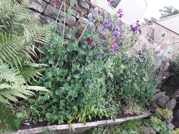 The Friendly Frugaleers, halfway through June!