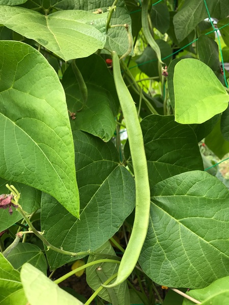 Blood Sugar Diet thread 11