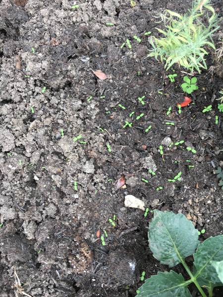 Dozens of these little things in my flowerbed!