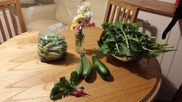 Allotment/Veg Patch Thread 12! Plotmenters hoping for better weather