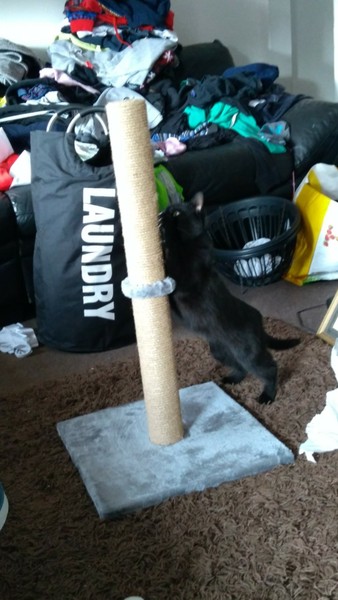 I want to show off my cat please
