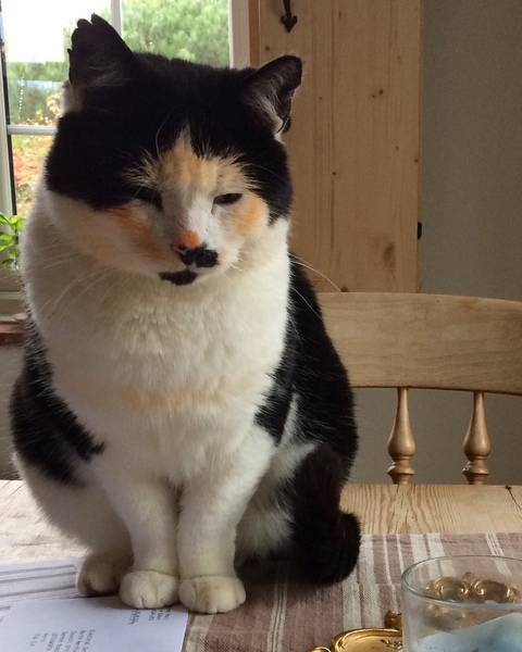Help! I've curried my cat..