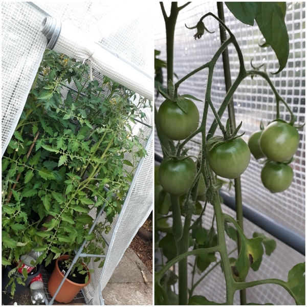Allotment/Veg Patch Thread 12! Plotmenters hoping for better weather