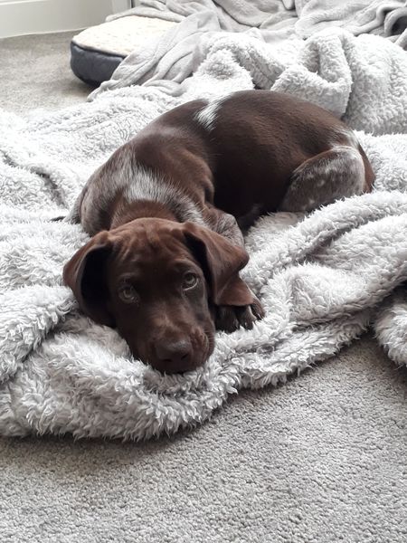 Is my dog the cutest??
